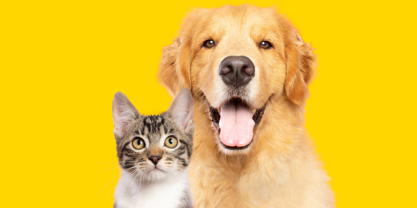 Pet Supplies: Keep Your Furry Friends Happy