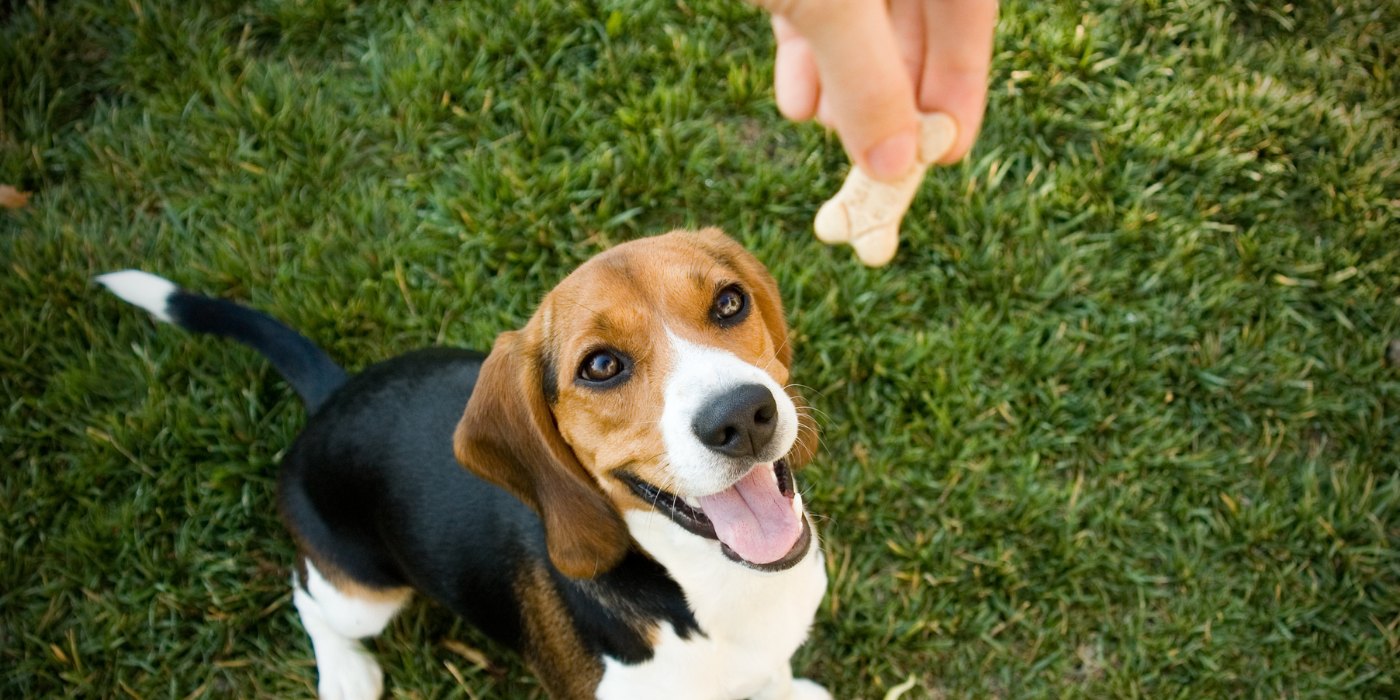 Yummy Pet Treats That You Can Make at Home